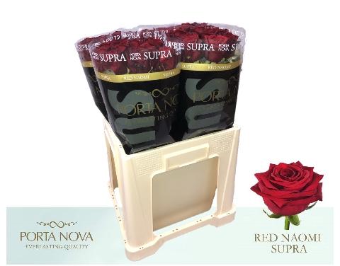 Rosa grootbloemig Red Naomi!