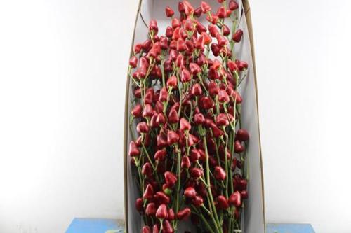 Capsicum annuum per bos overig rood