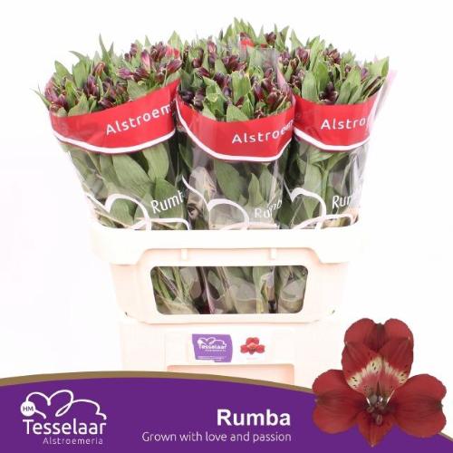 Alstroemeria Rumba