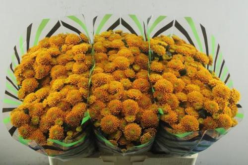 Chrysanthemum (Indicum Grp) tros santini Ellison Orange
