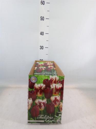 Tulipa (bol)