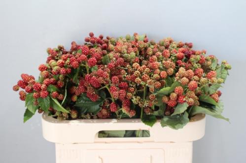 Rubus fruticosus 'Chester'