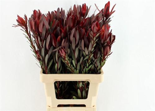 Leucadendron 'Safari Sunset'