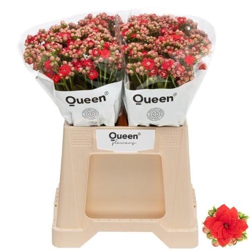 Kalanchoe 'Pretty Red Meadow'