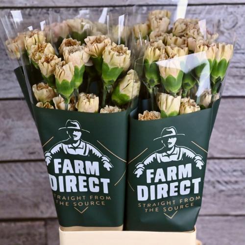 Dianthus standaard 'Lege Marrone'