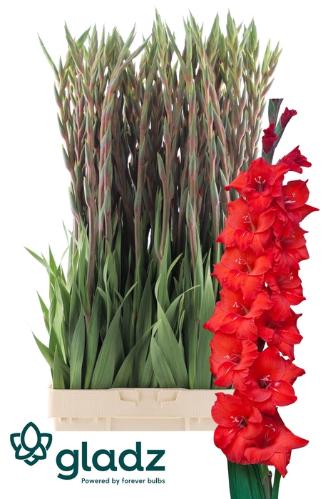 Gladiolus grootbloemig 'Magma'