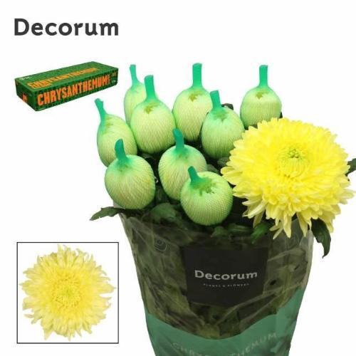 Chrysanthemum (Indicum Grp) geplozen Magnum Yellow