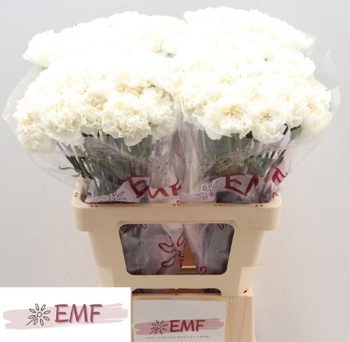 Dianthus standaard 'Madame Colette'