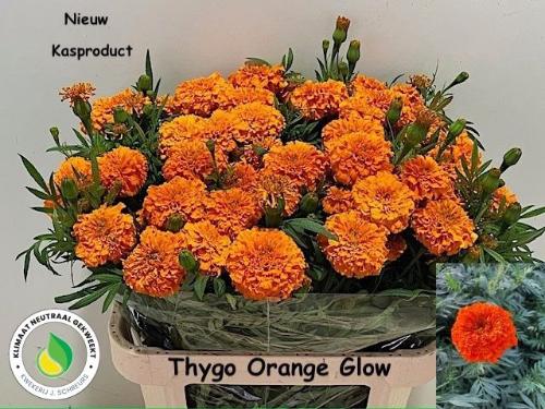 Tagetes overig