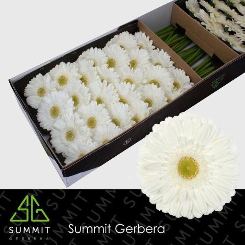 Gerbera grootbloemig Abe+