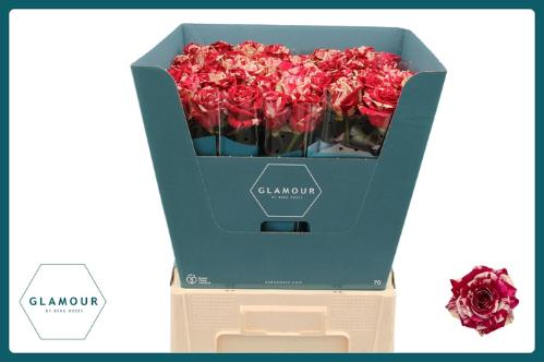 Rosa grootbloemig Harlequin