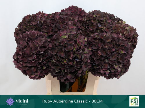 Hydrangea macrophylla Magical Rubyred (classic paars)