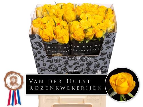 Rosa grootbloemig Catalunya+