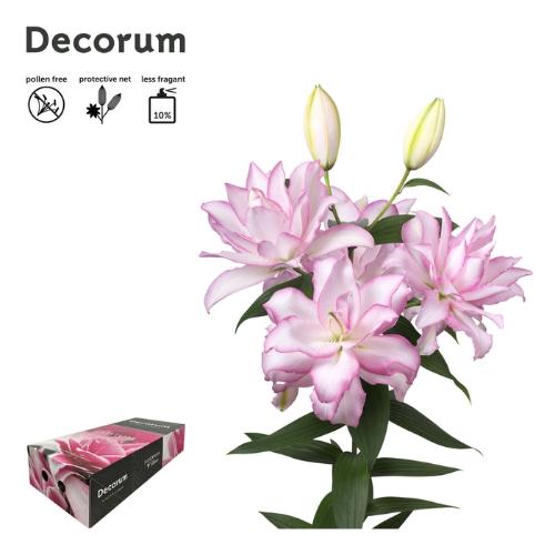 Lilium (Oriental Grp) dubbel Roselily Anouska