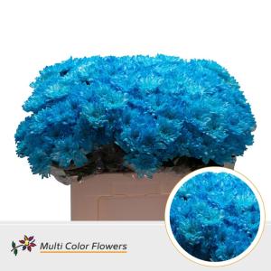 Chrysanthemum Indicum Grp tros kas kleurbehandeld H%