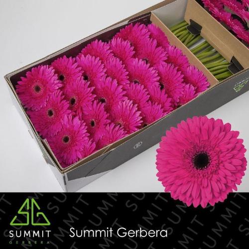 Gerbera grootbloemig 'Madeira'