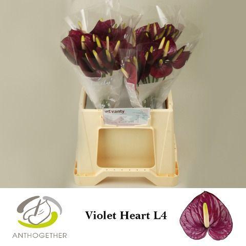 Anthurium Andreanum Grp Violet Heart
