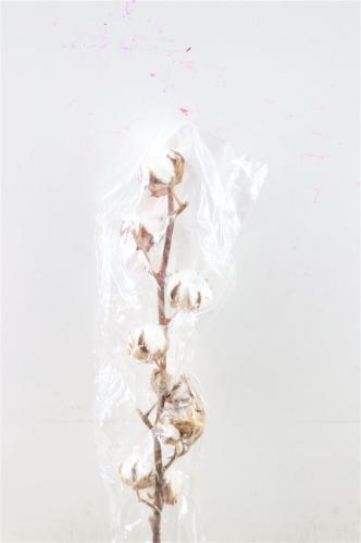 Gossypium hirsutum wit