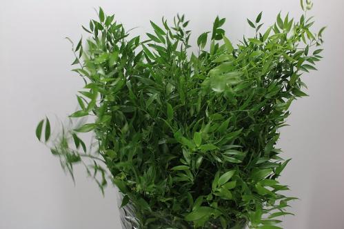 Ruscus aculeatus (klein blad)