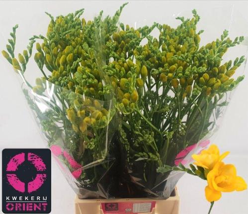 Freesia dubbelbloemig Soleil