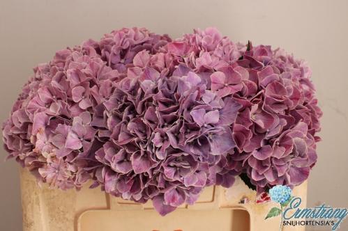 Hydrangea macrophylla Magical Sweet Ruby