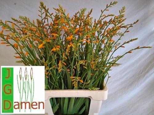 Crocosmia 'George Davison'