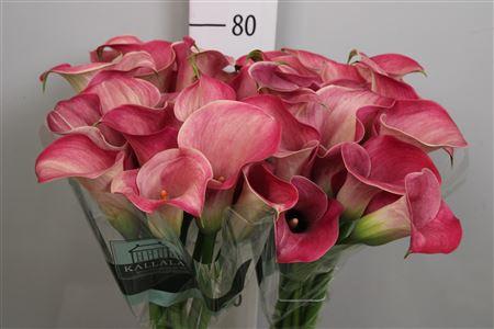 Zantedeschia 'Captain Romance'