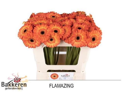 Gerbera mini Flamazing