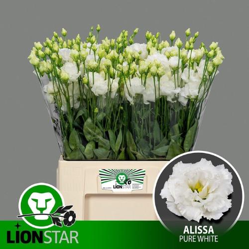 Eustoma russellianum gevuldbloemig 'Alissa Pure White'