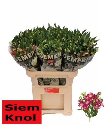 Alstroemeria Noa