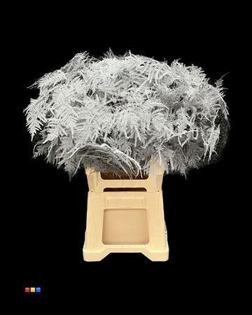 Asparagus overig kleurbehandeld H%