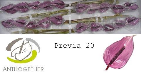 Anthurium Andreanum Grp Previa
