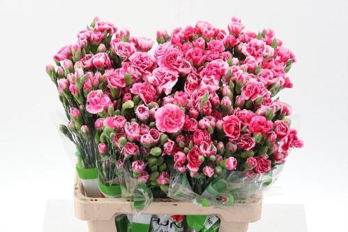 Dianthus tros overig