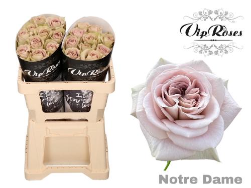 Rosa grootbloemig Notre Dame+