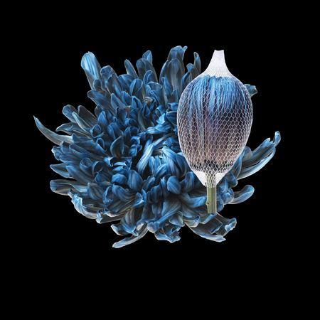 Chrysanthemum (Indicum Grp) geplozen Antonov kleurbehandeld H%