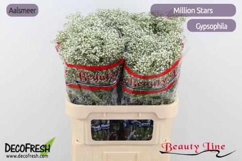 Gypsophila paniculata 'Million Stars'
