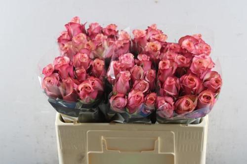 Rosa grootbloemig Vintage