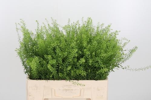 Thlaspi Green Bell