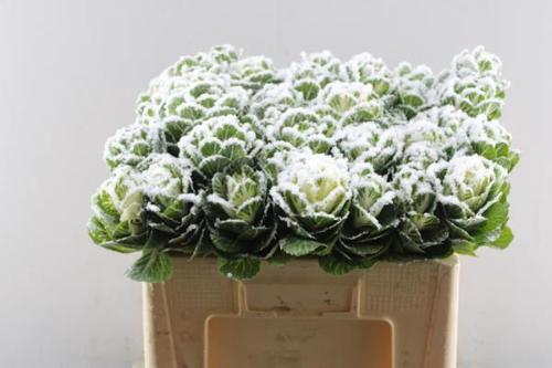 Brassica oleracea kleurbehandeld H%