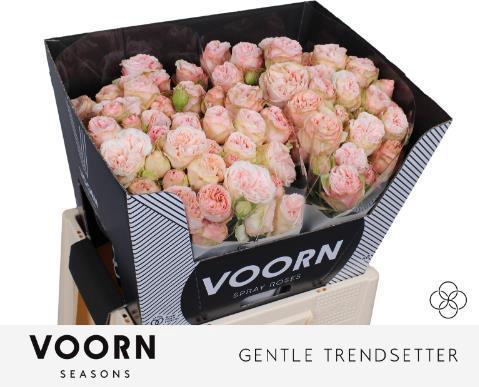 Rosa tros Gentle Trendsetter