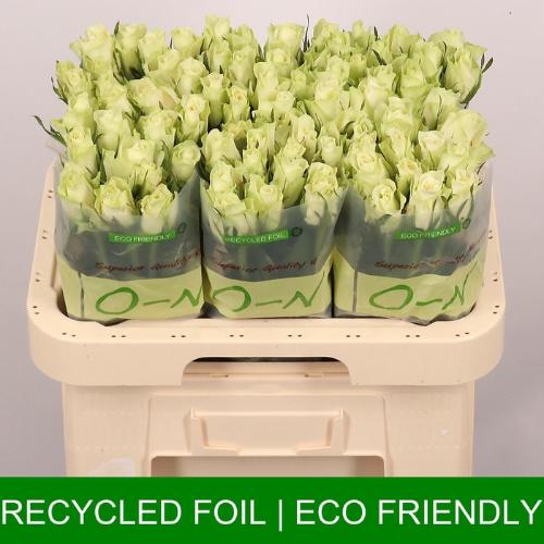 Rosa grootbloemig Athena