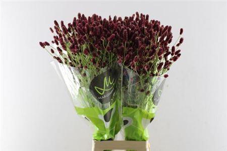 Sanguisorba officinalis 'Red Dream'