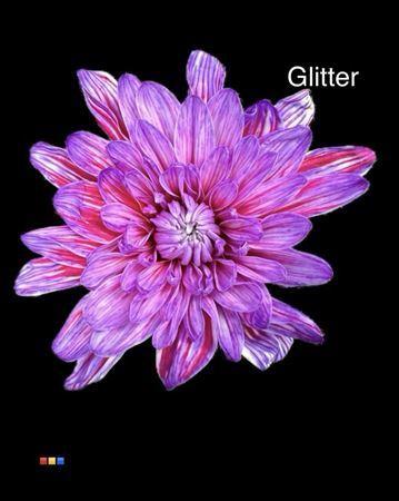 Chrysanthemum Indicum Grp tros kas kleurbehandeld H%