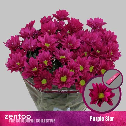 Chrysanthemum (Indicum Grp) tros Purple Star