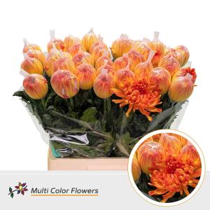 Chrysanthemum (Indicum Grp) geplozen Antonov kleurbehandeld H%