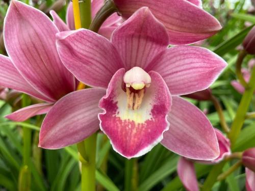 Cymbidium mini 'Pink Parfait'