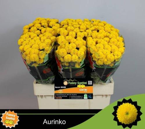 Chrysanthemum Indicum Grp tros santini Aurinko