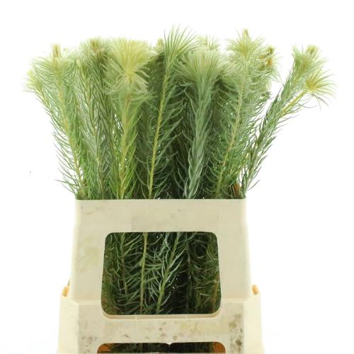 Phylica plumosa