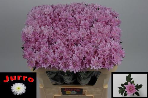 Chrysanthemum Indicum Grp tros Veronica