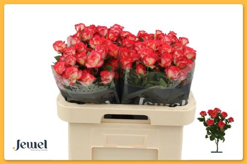 Rosa tros Summer Dance